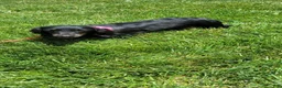 Miniature Dachshund dogs for sale: Freddy - Ad 10