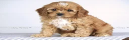 Cavapoo dogs for sale: Fletcher - Ad 4