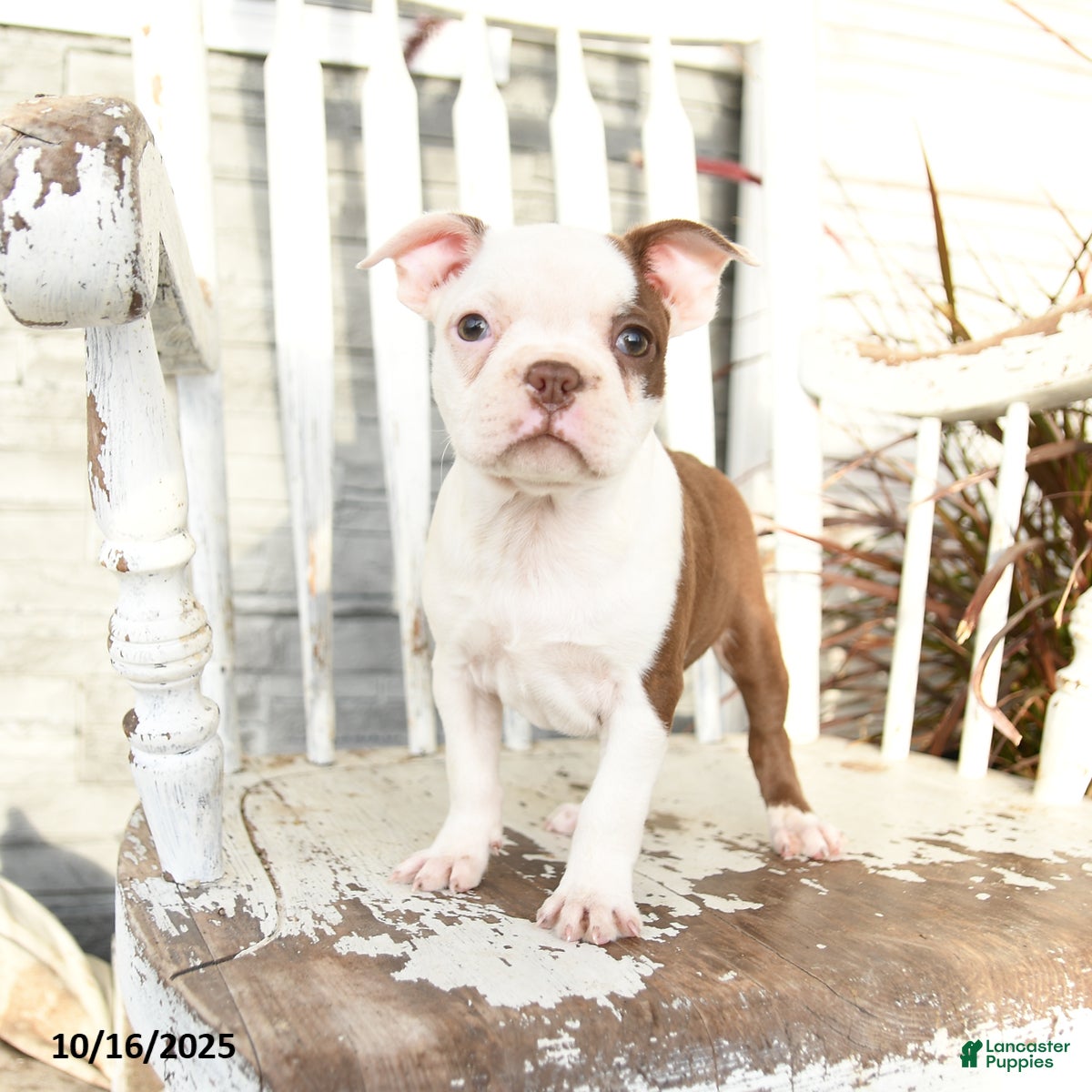 Boston Terrier dogs Nessa - Ad 29