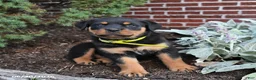 Rottweiler dogs for sale: Brownie - Ad 4