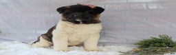 Akita dogs for sale: Rosa - Ad 9