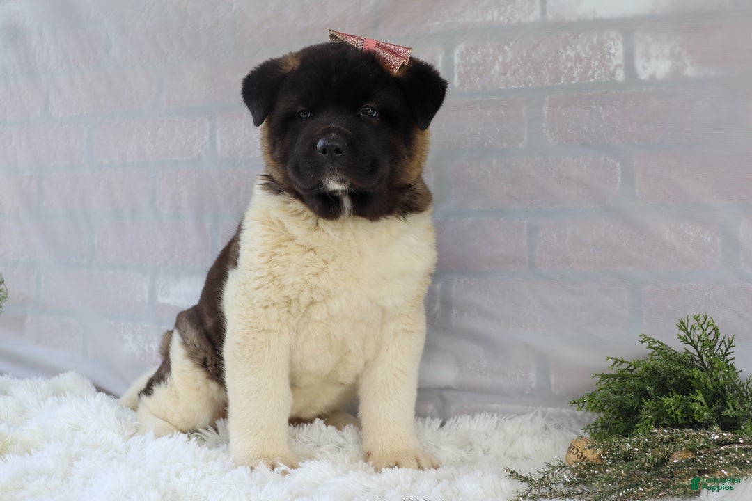 Akita dogs for sale: Rosa - Ad 9