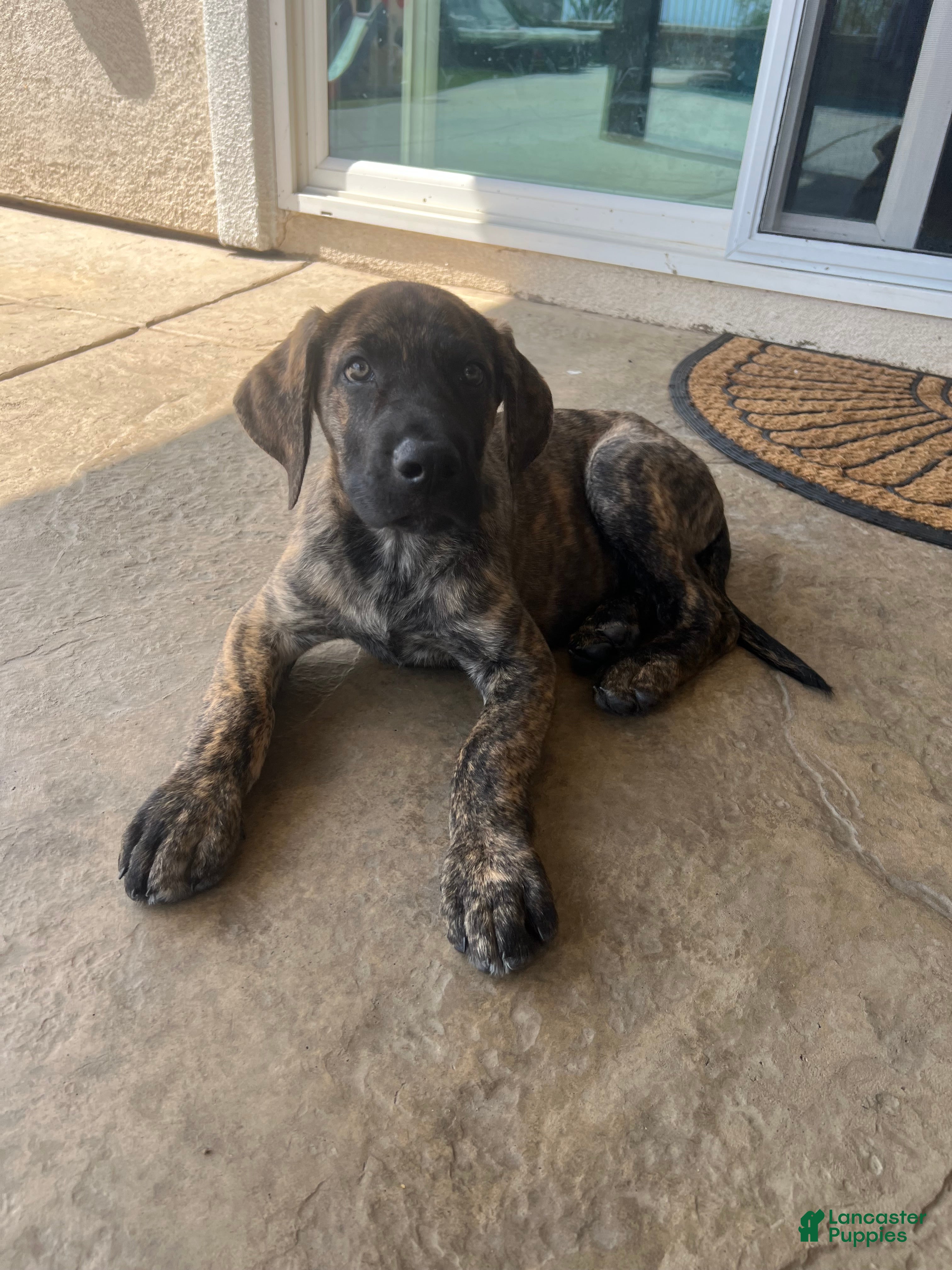 Mixed Breed dogs Mixed Breed Puppy 2 - Ad 22