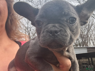 French Bulldog dogs French Bulldog Girl 2 - Ad 1