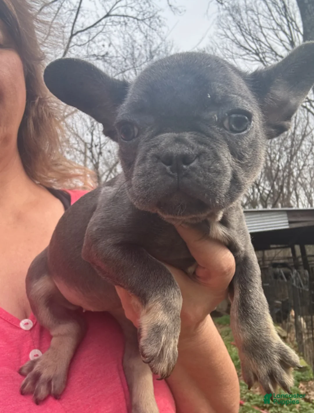 French Bulldog dogs for sale: French Bulldog Girl 2 - Ad 1