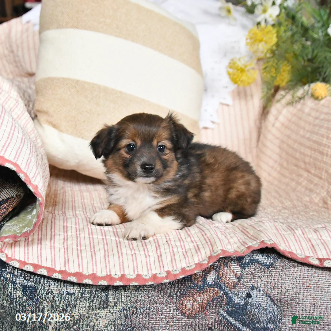 Mixed Breed dogs for sale: Flora   - Ad 2