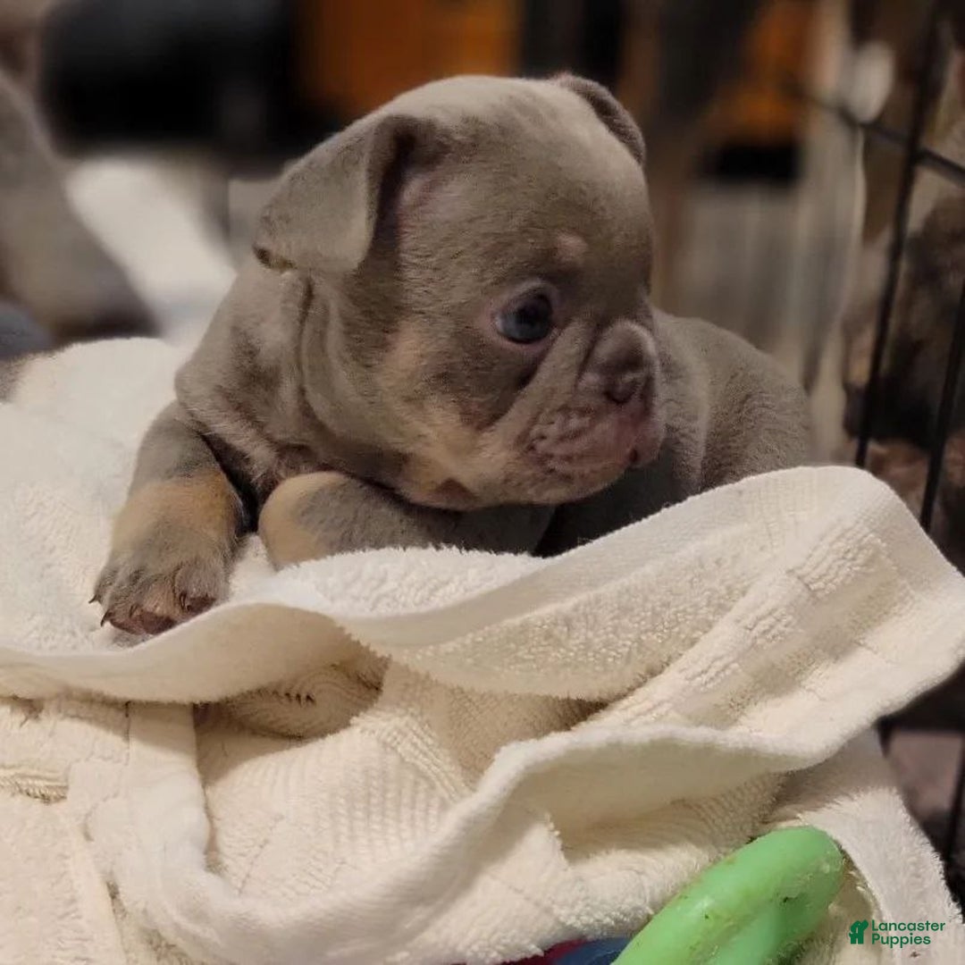 French Bulldog dogs for sale: Soni - Ad 3