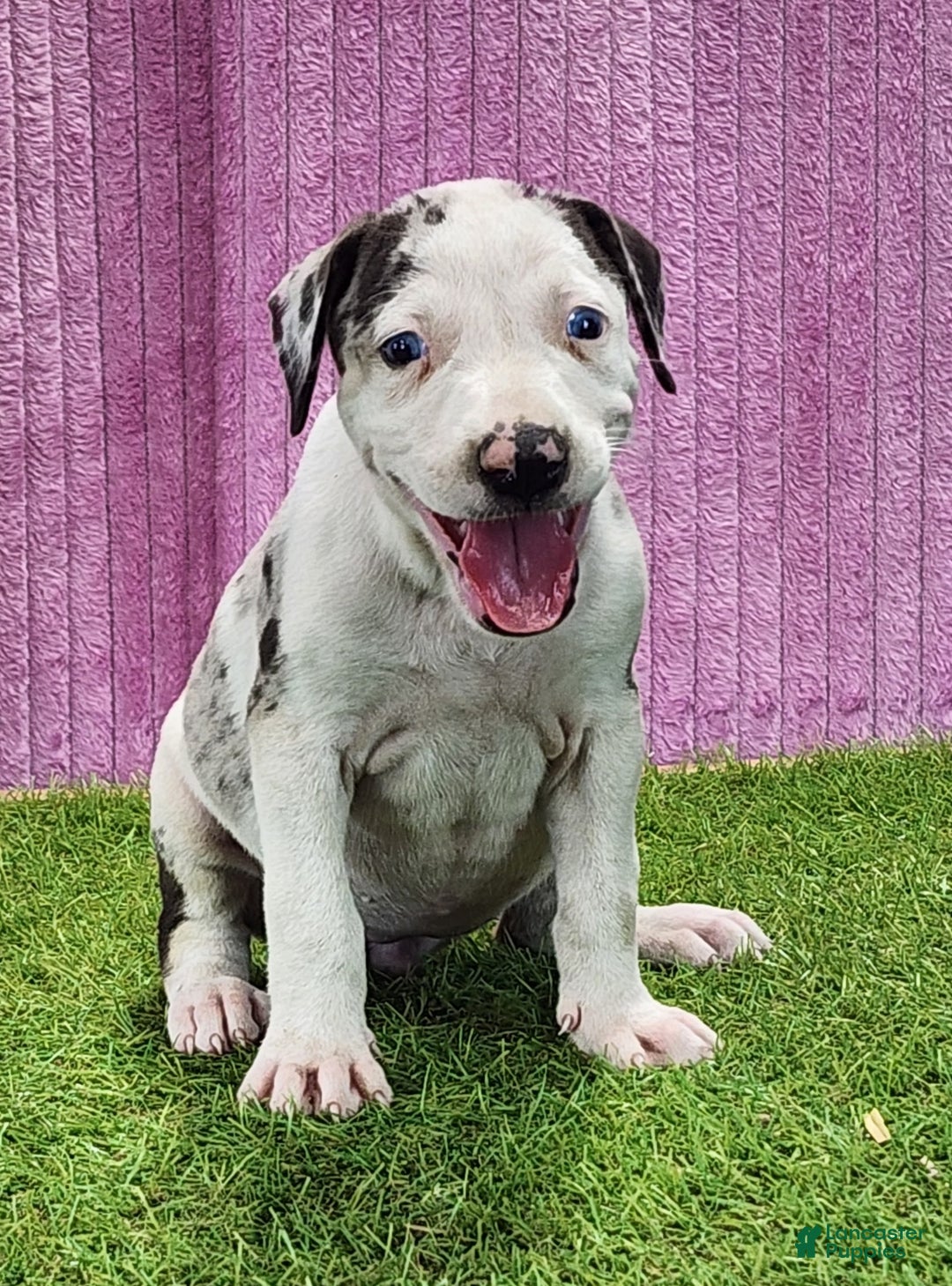 Catahoula Leopard Dog dogs for sale: Tess 2025 Female 5 - Ad 4