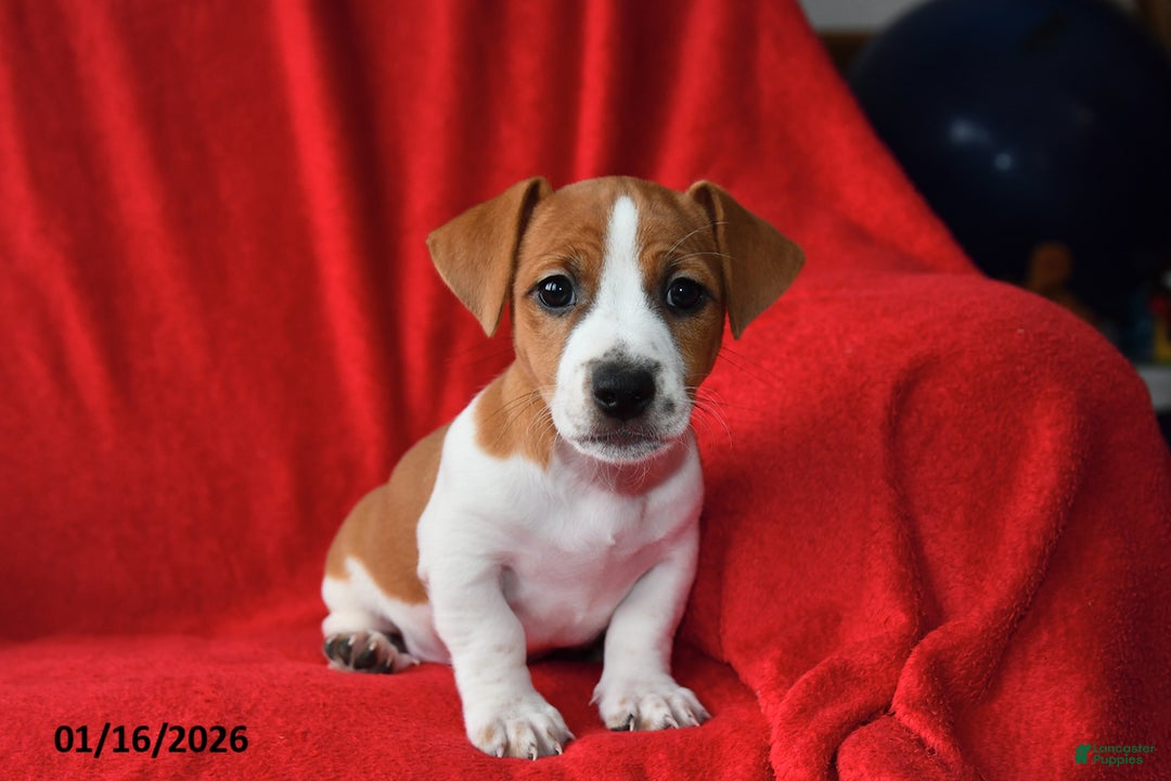 Jack Russell Terrier dogs for sale: Rolex - Ad 3