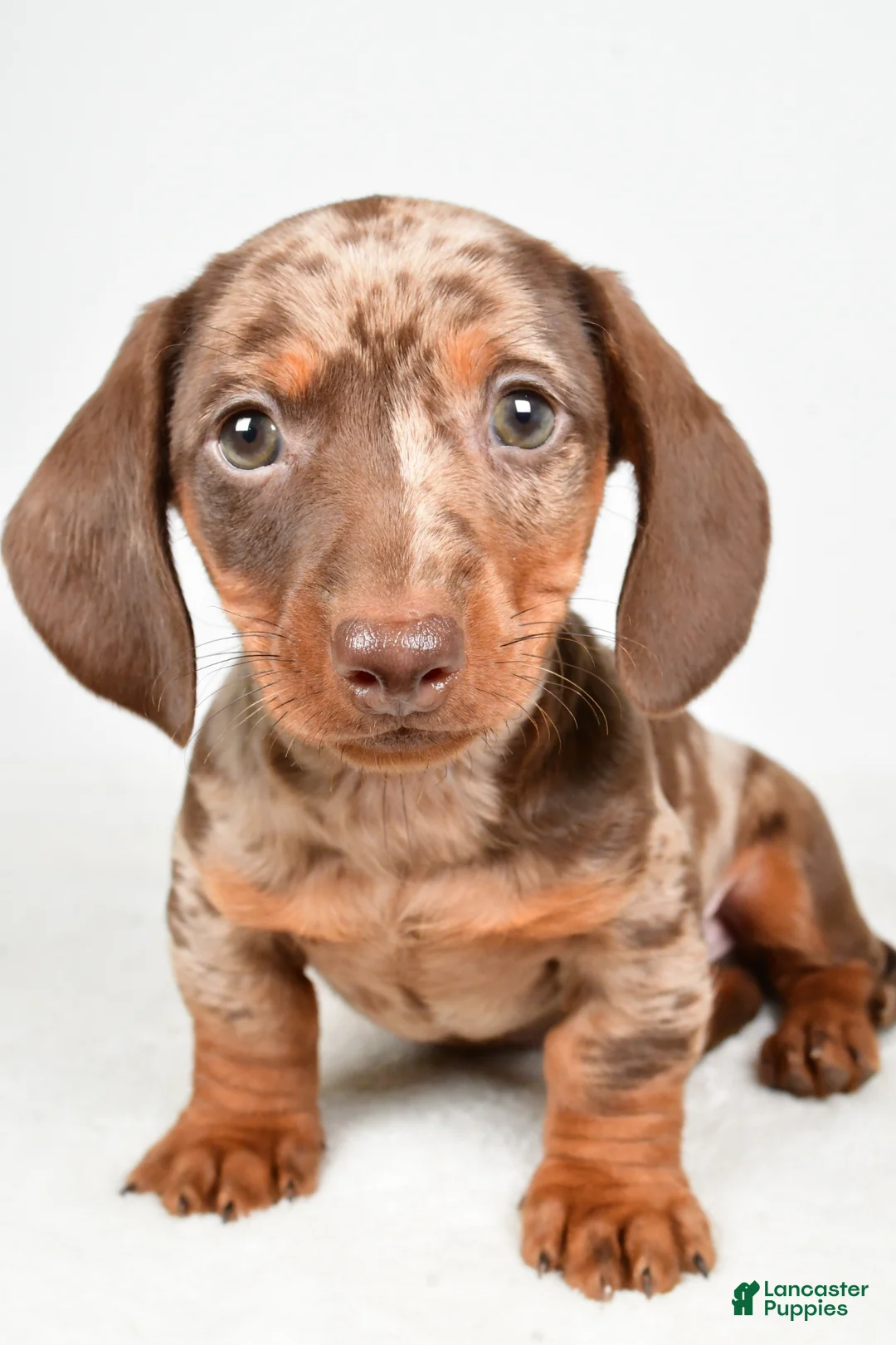 Dachshund dogs for sale: Cash - Ad 1