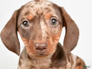 Dachshund dogs for sale: Cash - Ad 2
