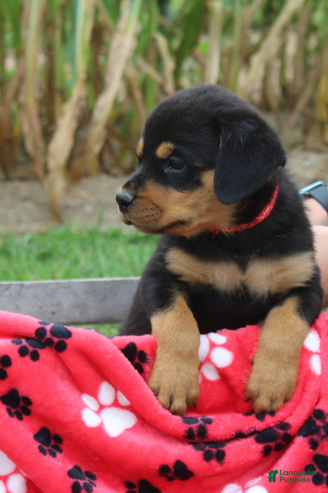Rottweiler Puppy At Weeks Rottweiler Dogs Puppies For Sale Gumtree