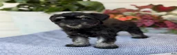 Miniature Schnauzer dogs for sale: Lorri - Ad 5