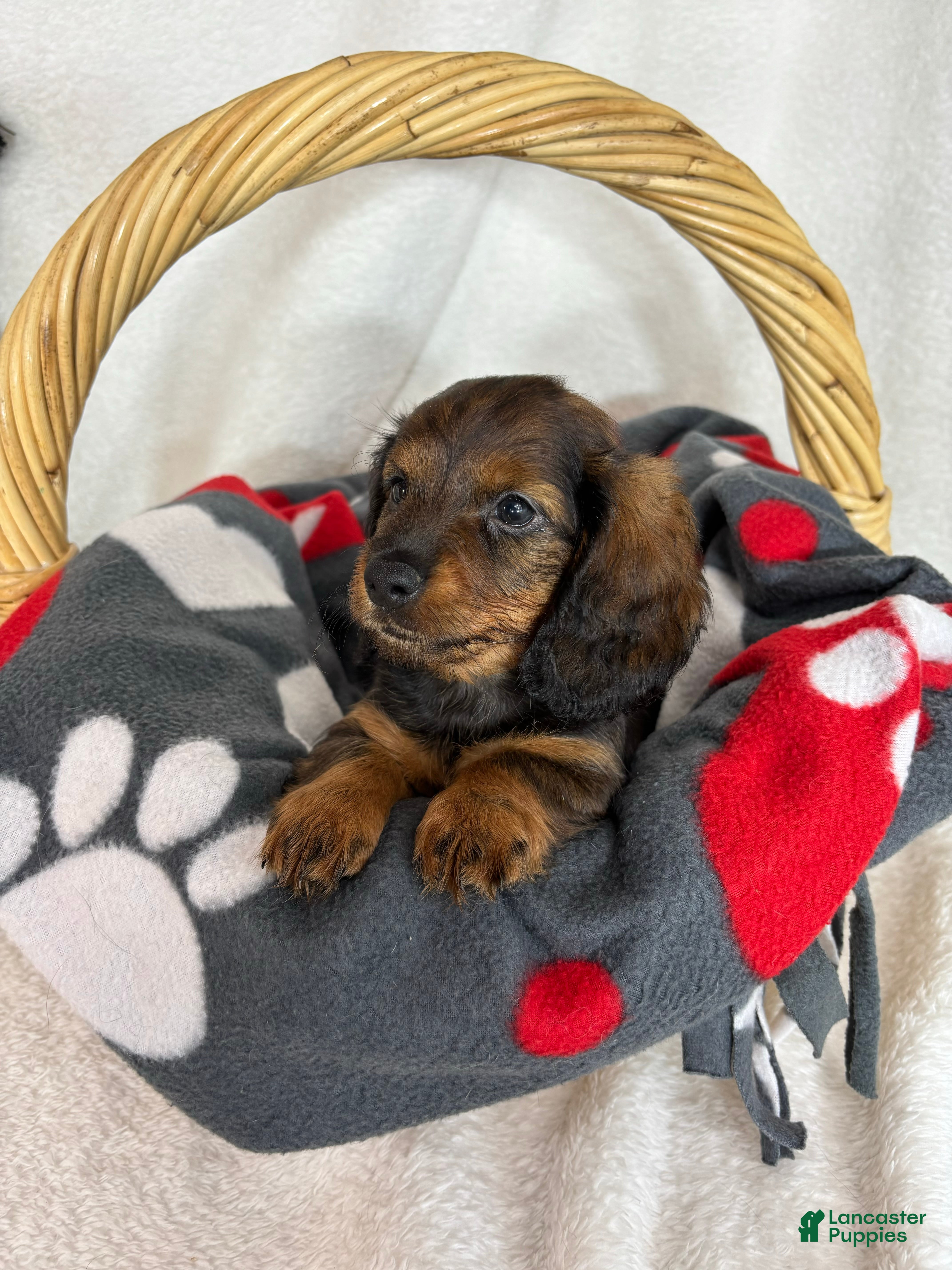 Dachshund dogs Dixie - Ad 29