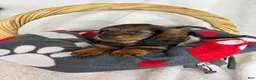 Dachshund dogs for sale: Dixie - Ad 1