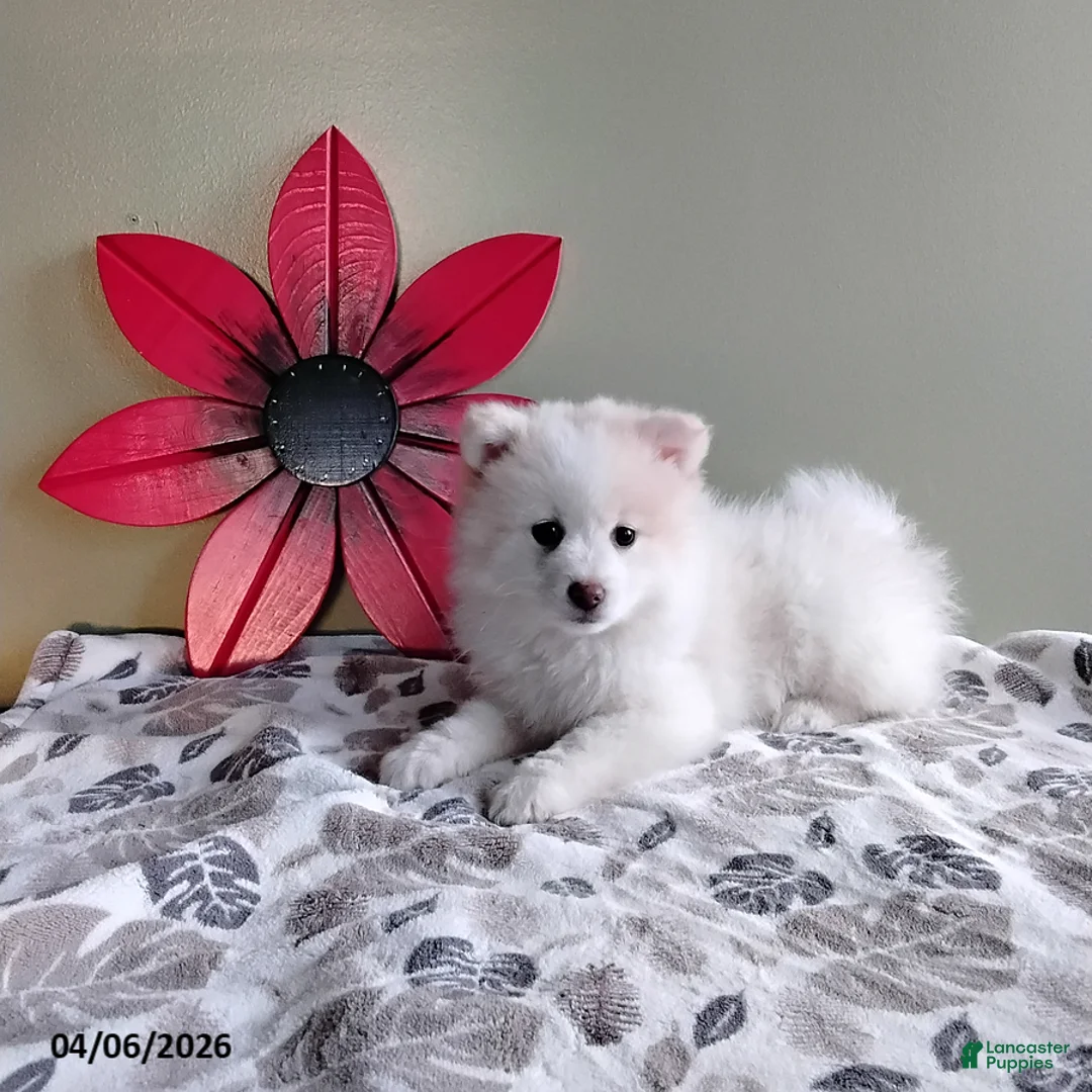 Mixed Breed dogs for sale: Rover - Ad 3