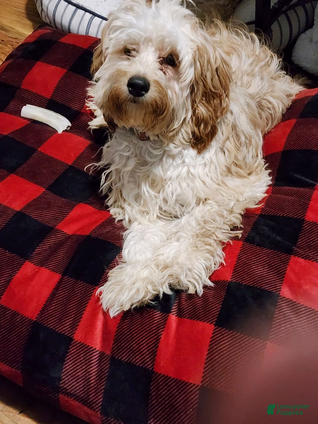 Cockapoo dogs for sale: sebastian - Ad 6