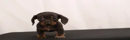 Dachshund dogs for sale: Nancy - Ad 5