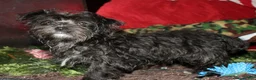 Morkie dogs for sale: Frank - Ad 15