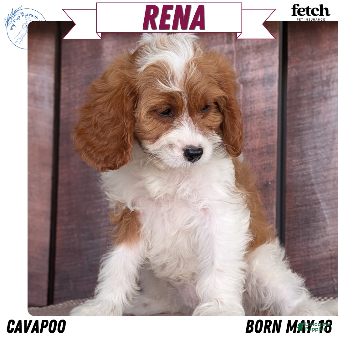 Cavapoo dogs for sale: Rena - Ad 2