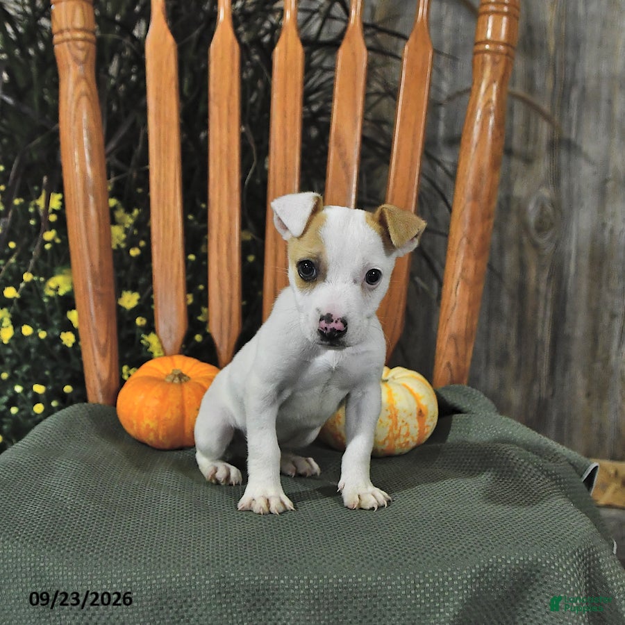 Jack Russell Terrier dogs Tinsley - Ad 2
