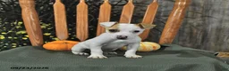 Jack Russell Terrier dogs for sale: Tinsley - Ad 2