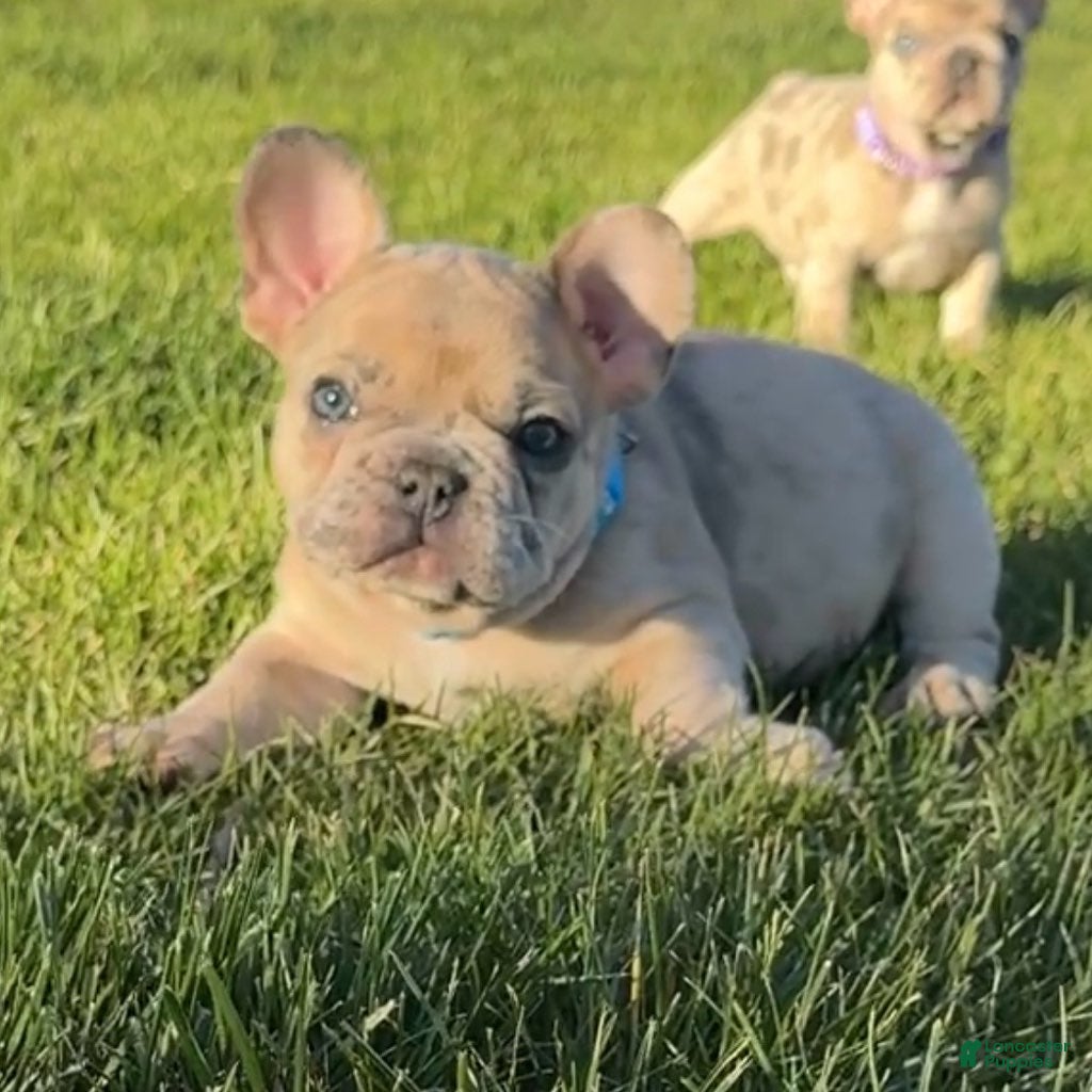 French Bulldog dogs for sale: Breeze - Ad 2