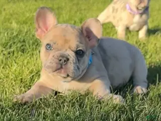 French Bulldog dogs for sale: Breeze - Ad 2