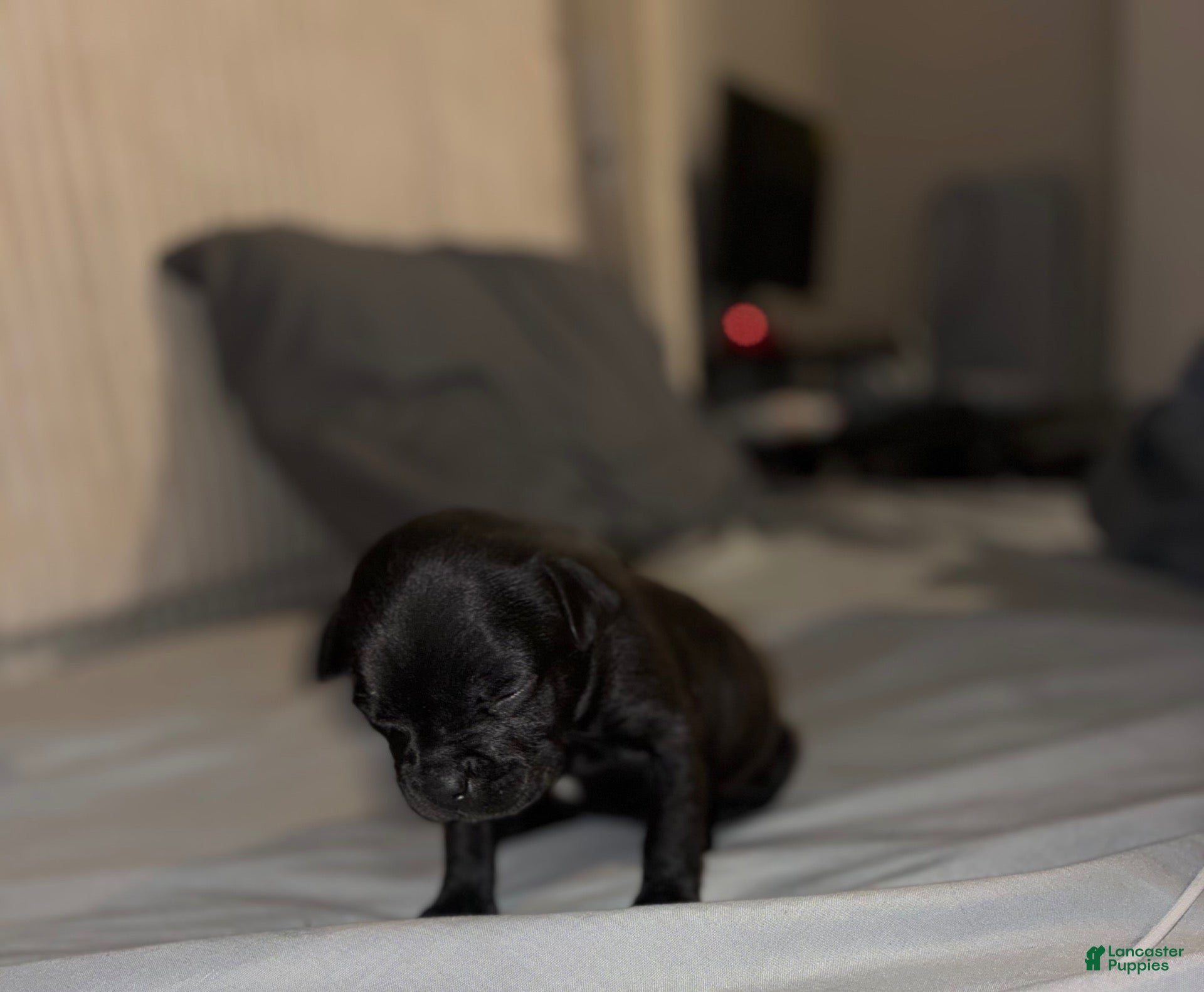 French Bulldog dogs French Bulldog 1 - Ad 12