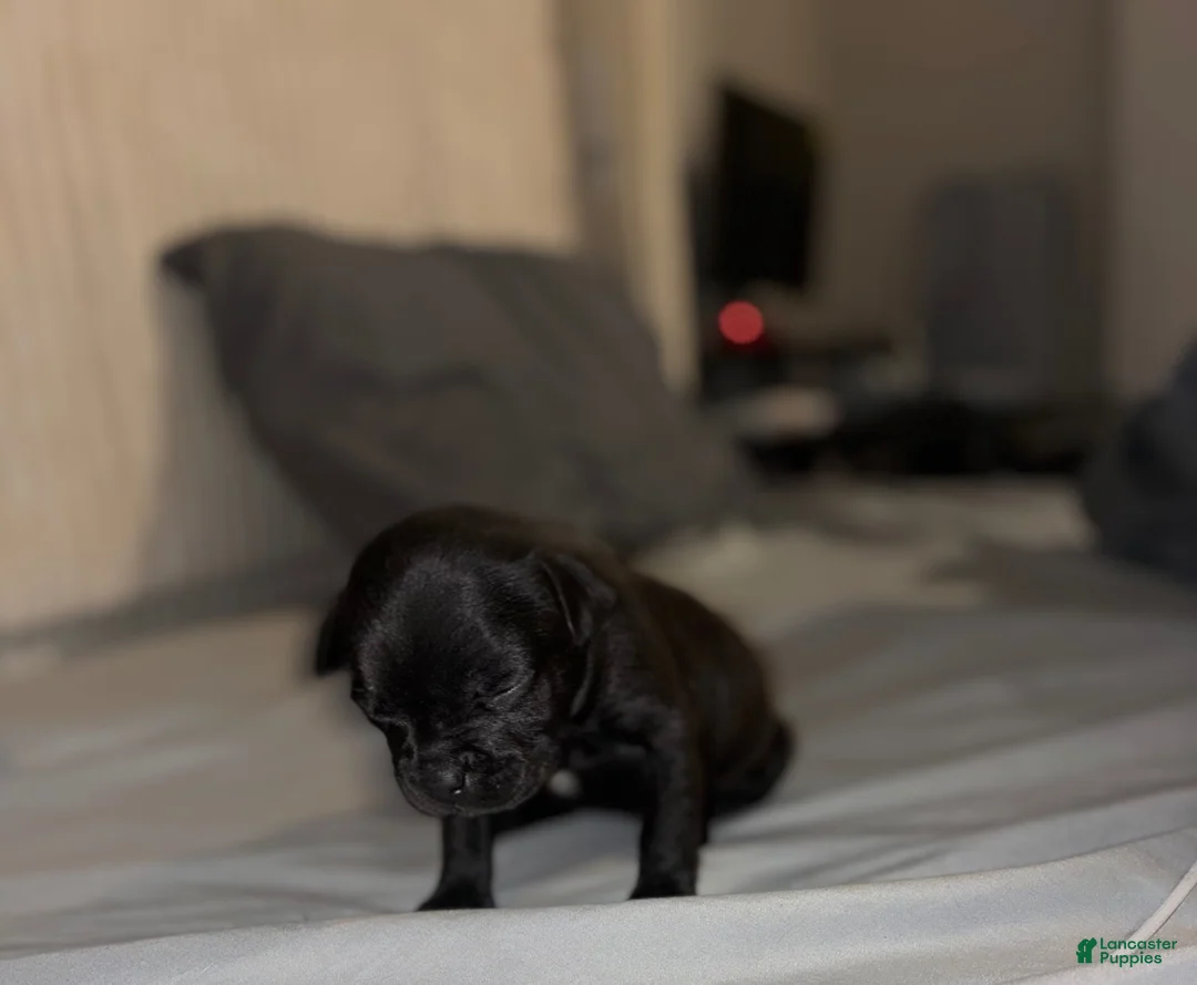 French Bulldog dogs for sale: French Bulldog 1 - Ad 1