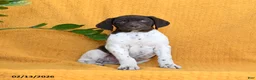 German Shorthaired Pointer dogs for sale: Brandy - Ad 3