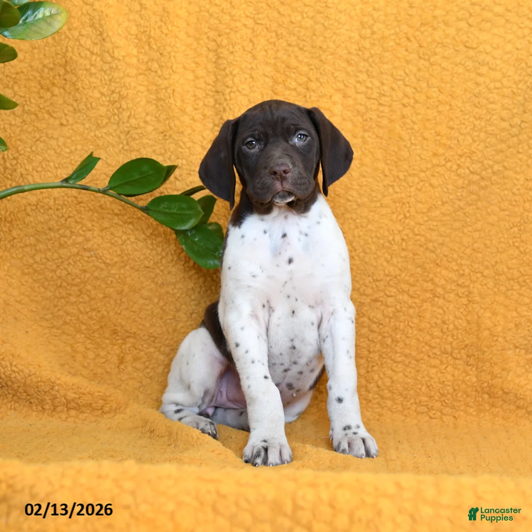 German Shorthaired Pointer dogs for sale: Brandy - Ad 3