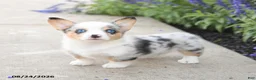Welsh Corgi Pembroke dogs for sale: Lucky - Ad 1