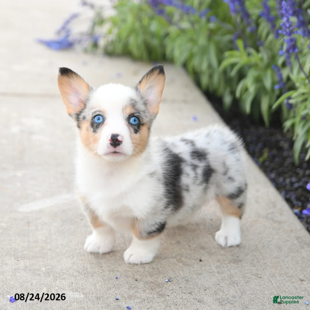 Welsh Corgi Pembroke dogs for sale: Lucky - Ad 1