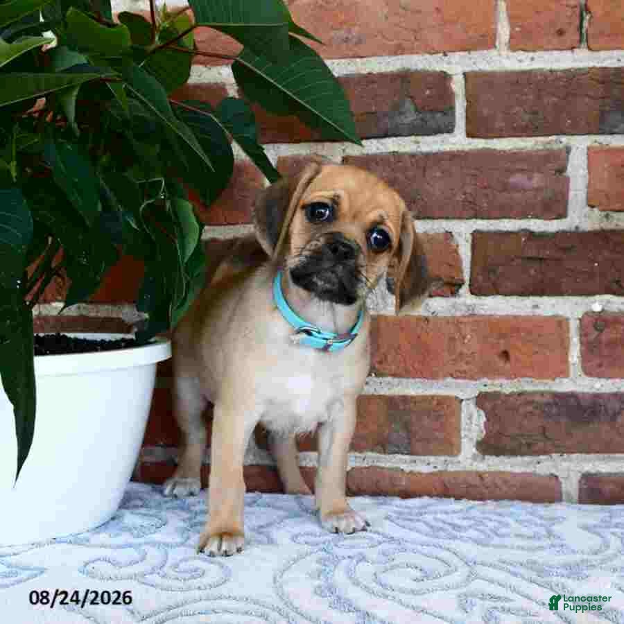 Puggle dogs Saloma - Ad 1