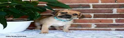 Puggle dogs for sale: Saloma - Ad 1
