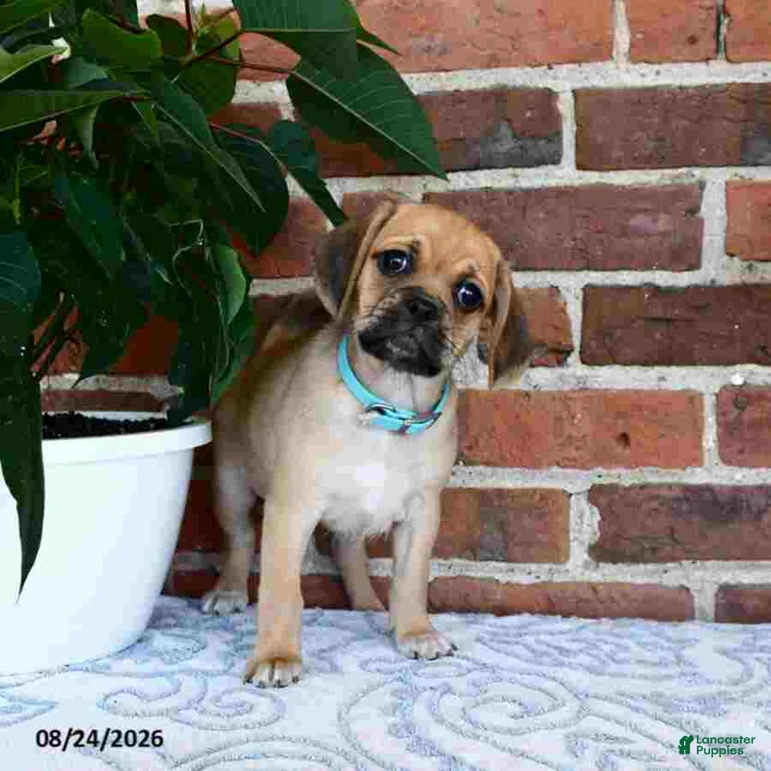 Puggle dogs for sale: Saloma - Ad 1