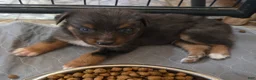 Australian Shepherd dogs for sale: Randy - Ad 1