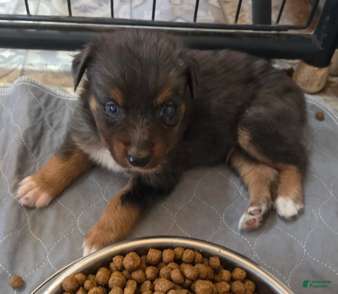 Australian Shepherd dogs for sale: Randy - Ad 1