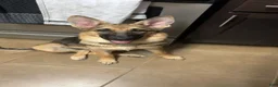 Golden Shepherd dogs for sale: Jackson - Ad 6
