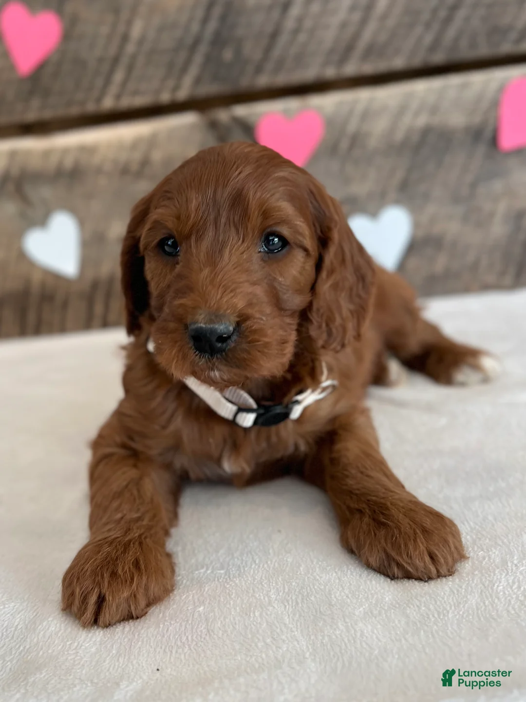 Irish Doodle dogs for sale: Sage - Ad 8