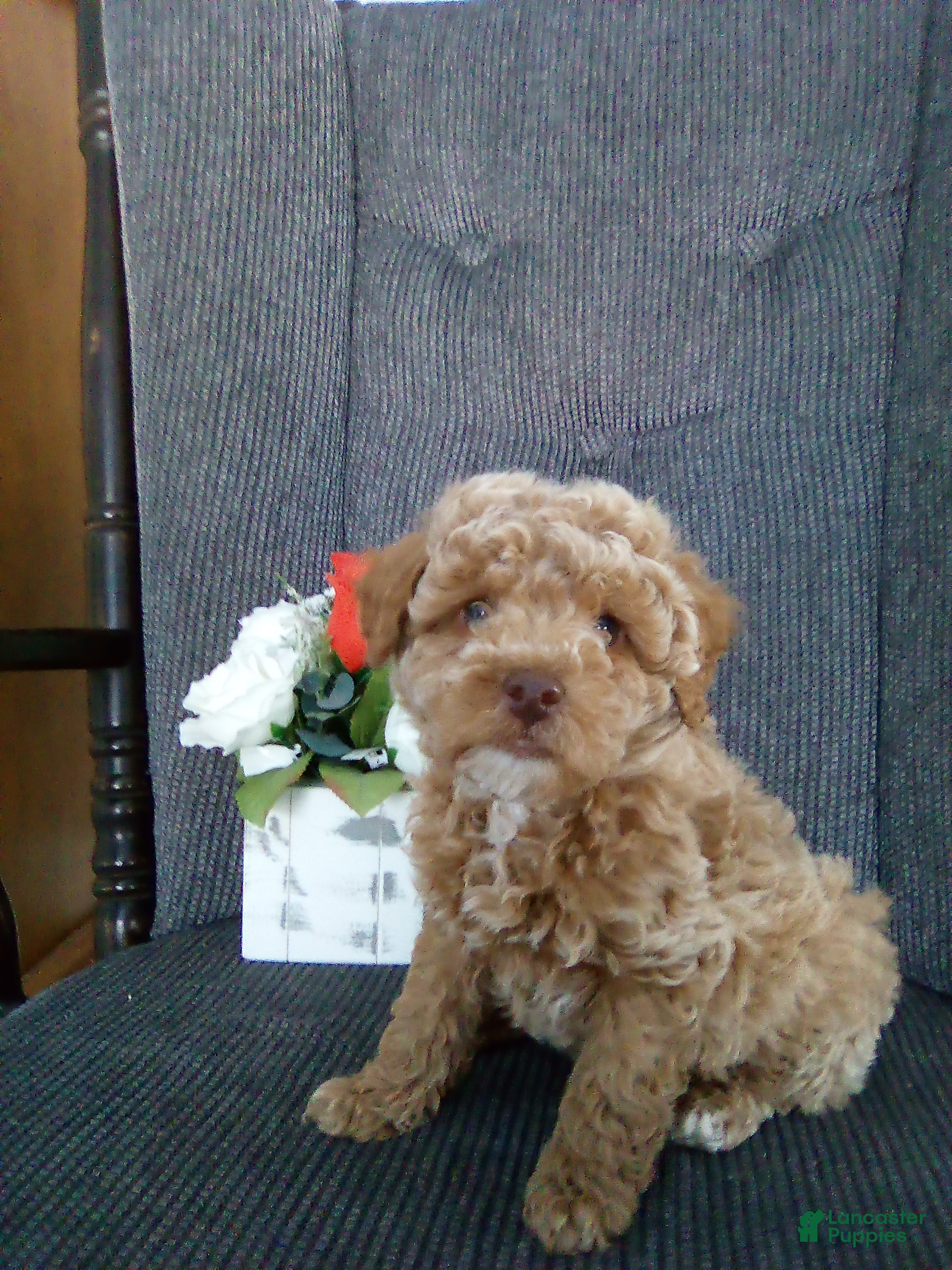 Toy Poodle dogs Elmo - Ad 23