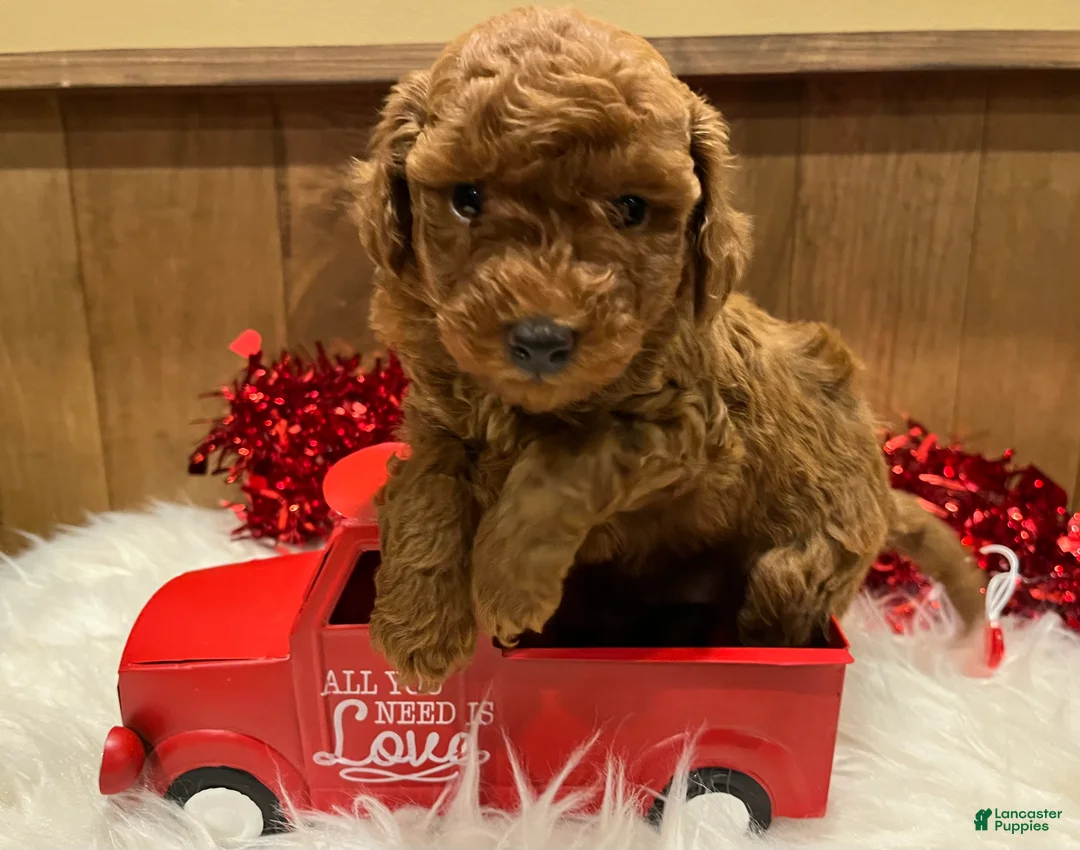 Toy Poodle dogs for sale: Toy Poodle Puppy 1 - Ad 5