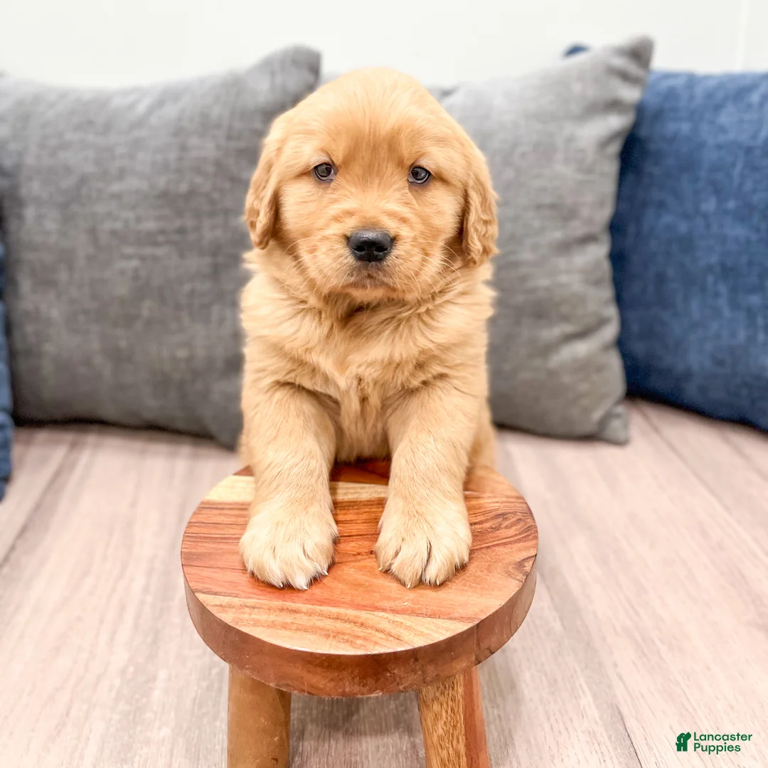 Golden Retriever dogs for sale: Max - Ad 9
