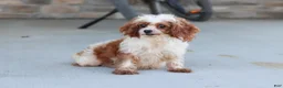 Cavapoo dogs for sale: Marley - Ad 7
