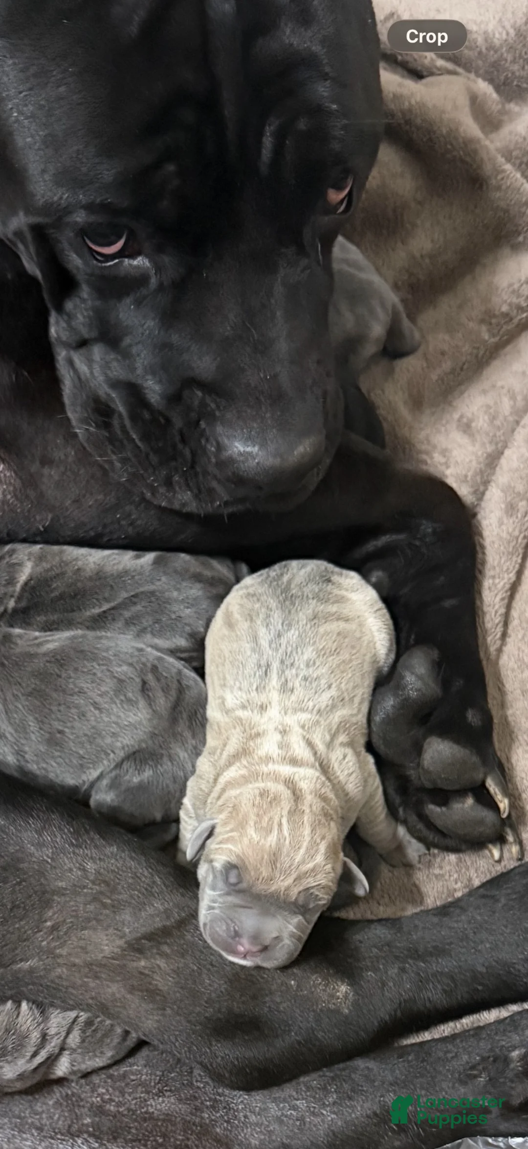 Cane Corso dogs for sale: Bella - Ad 6