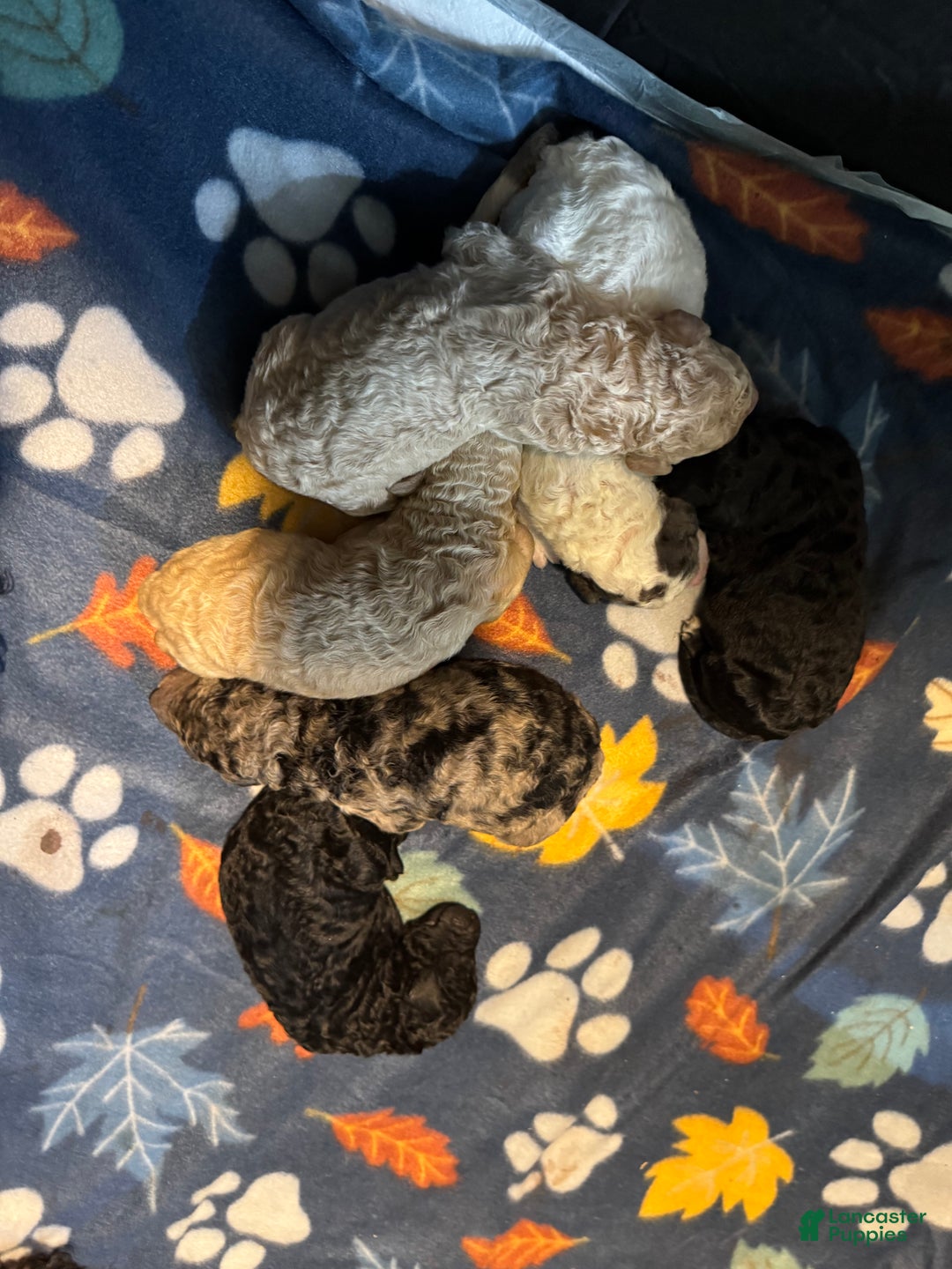 Standard Poodle dogs for sale: Ghost - Ad 5