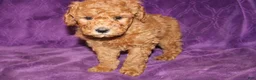 Mini Goldendoodle dogs for sale: Mini Goldendoodle Tux - Ad 6