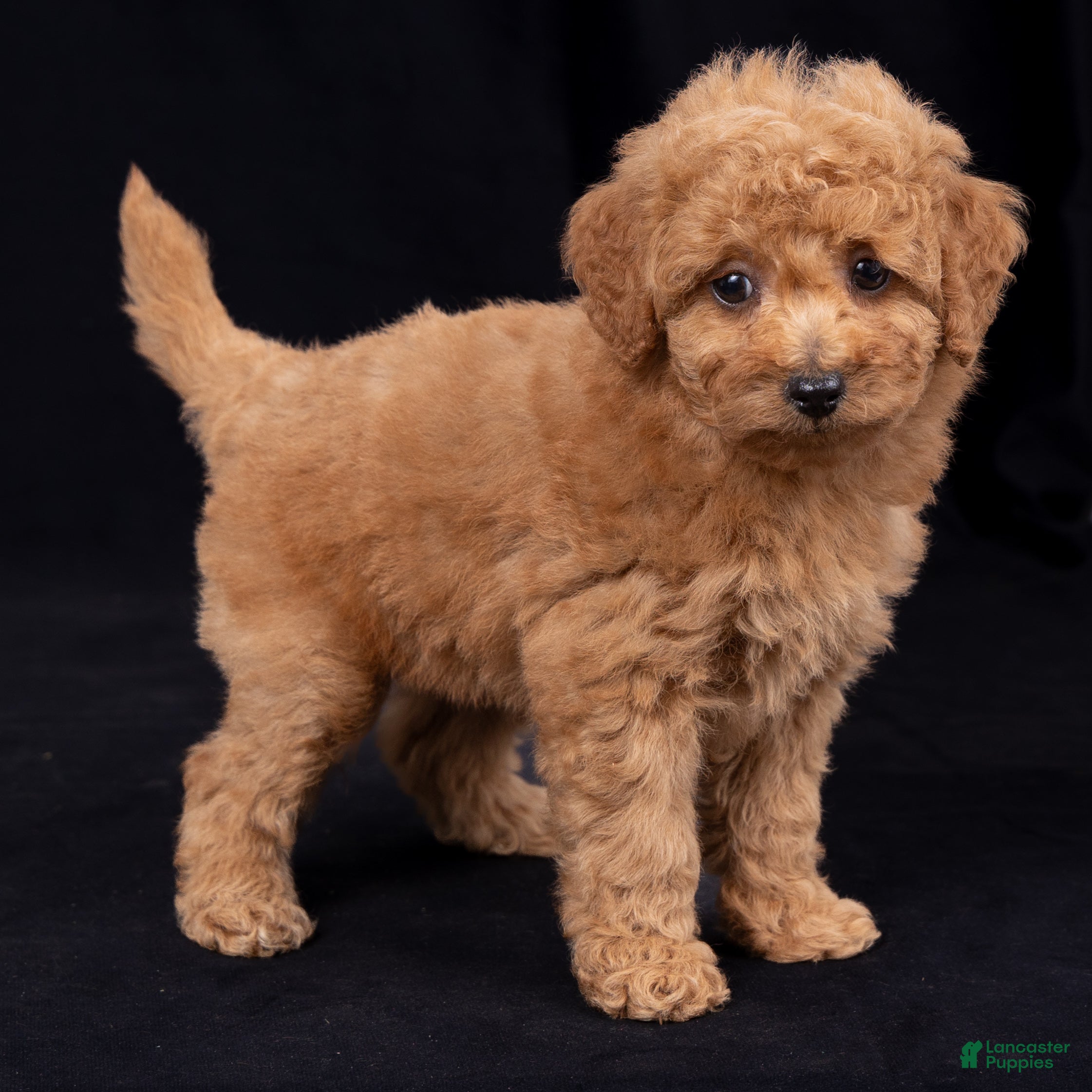 Mini Goldendoodle dogs Kathy - Ad 2
