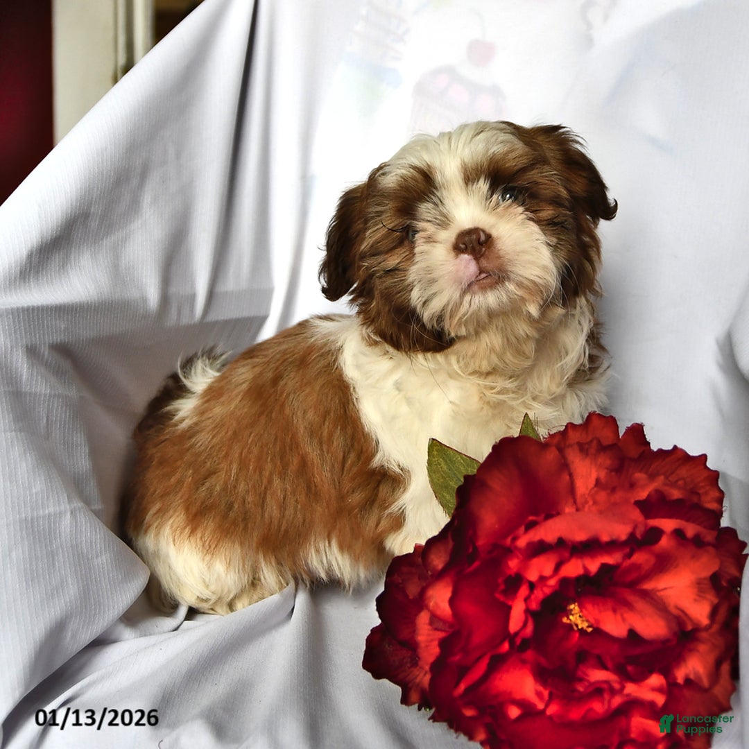 Shih Tzu dogs for sale: Ace - Ad 3